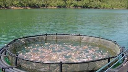 கூட்டு மீன் வளர்ப்பில் விரால் வளர்க்கலாமா? எவ்வளவு லாபம் கிடைக்கும்...