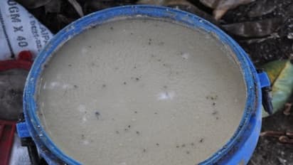 ஜீவாமிர்தத்தை இப்படிதான் பயன்படுத்தினால்தான் அதன் அனைத்து பயனையும் பெற முடியும்....