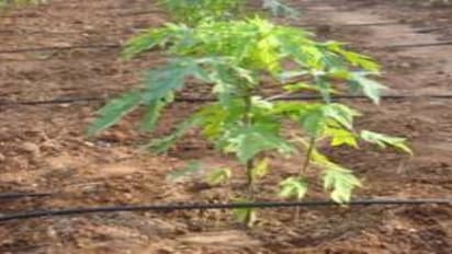 பப்பாளி சாகுபடியில் ஒருங்கிணைந்த ஊட்டச்சத்து மேலாண்மை மேற்கொள்வது எப்படி?