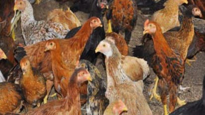 நாட்டுக் கோழிகளை கோடைகாலங்களில் எப்படி பராமரிக்கணும்? வாசிங்க தெரியும்...
