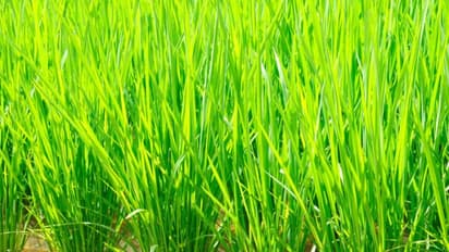 பூச்சியைக் கட்டுப்படுத்துவதில் மிக முக்கியமான முறையே இதுதான்...