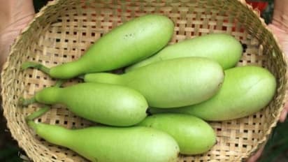 உங்களுக்குத் தெரியுமா? தேள் கடிக்கு சுரைக்காய் விதை நல்ல மருந்தாகும்…