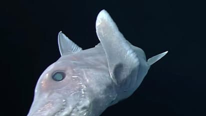 പ്രേത സ്രാവ് ആദ്യമായി ക്യാമറയില്‍ പതിഞ്ഞു