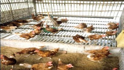 கோழி மற்றும் மீனை ஒருங்கிணைந்த பண்ணையில் எப்படி வளர்ப்பது?