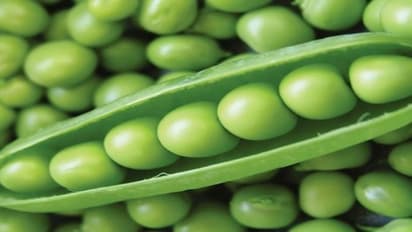 மார்ச் பருவத்தில் பயிரிட பட்டாணி சிறந்த தேர்வு…