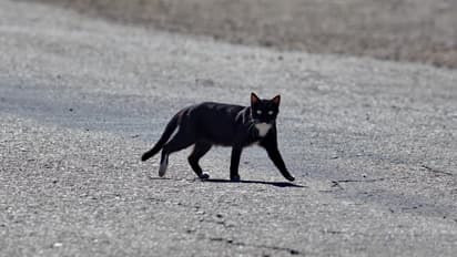 பயணத்தின் போது கருப்பு பூனை குறுக்கே வந்தால் அபசகுனமா?ஜோதிடம் கூறுவது என்ன?