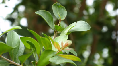 நேரமே சரியில்லையா? இந்த இலைகள் இருந்தால் போதும்.. எந்த கெட்ட சம்பவமும் நடக்காது..