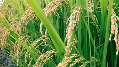 நெற்பயிரில் தோன்றும் நோய்கள் மற்றும் தடுக்கும் முறைகள்…