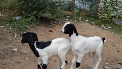 பிறந்த ஆட்டுக் குட்டிகளில் மேற்கோள்ள வேண்டிய பராமரிப்பு முறைகள் இதோ...