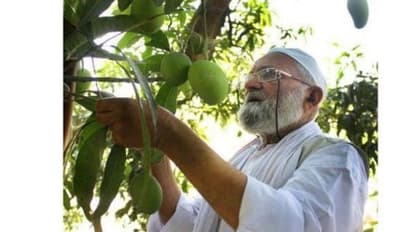 “மோடி மாம்பழம்" ஓல்டு - இப்போ வந்துருச்சு “யோகி மாம்பழம்”!!