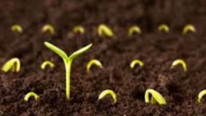 பசுமை புரட்சியால் மறக்கடிக்கப்பட்ட விதை நேர்த்தி முறை…