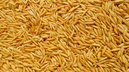 വയനാട്ടില് 62 ഇനം പരമ്പരാഗത നെല്വിത്തിനങ്ങള്