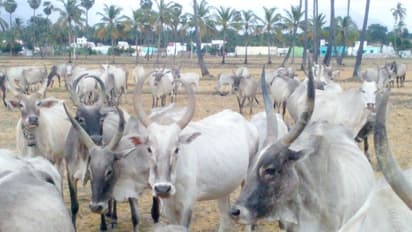 எப்பவும் நாட்டு மாடுகள்தான் சிறந்தது? ஏன் தெரிஞ்சுக்க இதை வாசிங்க...