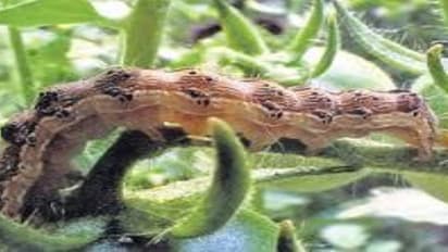 கொத்தவரைக்காய் பயிரைத் தாக்கும் அந்துபூச்சியை கட்டுப்படுத்துவது எப்படி?