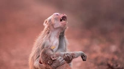 ആരുടെയും ഹൃദയം തകര്ക്കുന്ന ഒരു ചിത്രം