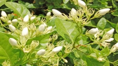 மல்லிகைப் பூச்செடியில் இலைச்சுருட்டுப் புழுவை கட்டுப்படுத்த இந்த வழியை பின்பற்றுங்க…