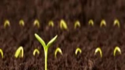 வேர் உட்பூசணம் செய்வதால் இவ்வளவு பயன்கள் கிடைக்கும்…