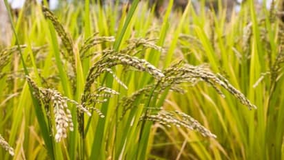 நெல் சாகுபடியில் அதிக மகசூல் பெற பசுந்தாள் உரமிடலாமே…