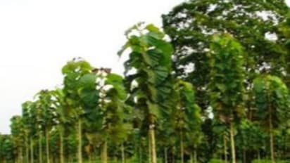 பை நாற்றுக்களை உற்பத்தி செய்ய இந்த வழி உங்களுக்கு உதவும்...