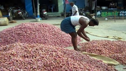 வெங்காயத்தில் கூடுதல் விளைச்சல் பெற வேண்டுமா? இதோ டிப்ஸ்…