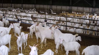 வெள்ளாட்டுக் கொட்டகைகளின் பாரமரிப்பு முறைகளை தெரிந்துகொள்ள இதை வாசிக்கவும்...