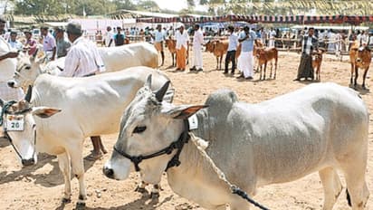 கறவை மாடு வளர்ப்போரிடம் பொதுவாக எழும் சில கேள்விகள் இதோ
