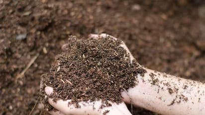 இயற்கை உரங்களைப் பயன்படுத்துவதால் இவ்வளவு நன்மைகள் உண்டு…