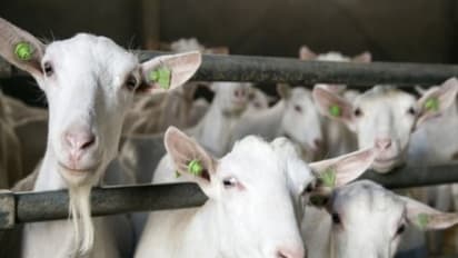 ஆடுகளில் மேற்கொள்ள வேண்டிய குடற்புழு நீக்கம் மற்றும் தடுப்பூசிகள் இதோ...