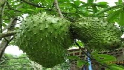 முள் சீத்தா பழத்தின் மகத்துவம் தெரிந்தால், அதனை தவிர்க்க மாட்டீங்க…?