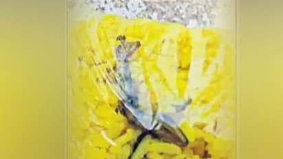 Dead lizard in the prasadam of Palakurthi Someshwara temple