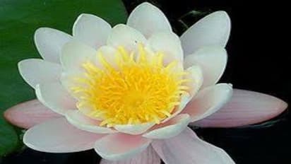 மூளைக்கொதிப்பை தணிக்கும் ஆற்றல் கொண்டது அல்லி மலர்; இன்னும் நிறைய மருத்துவ பயன்கள் உள்ளே...