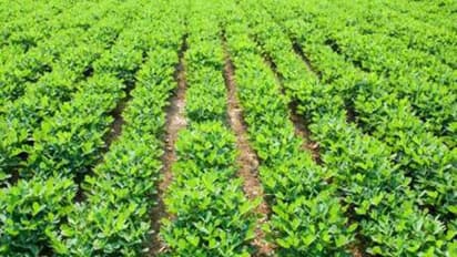 இந்தச் செடியை கால்நடைகளுக்கு கொடுப்பதால் சத்தும் கிடைக்கும்; செலவும் குறையும்...