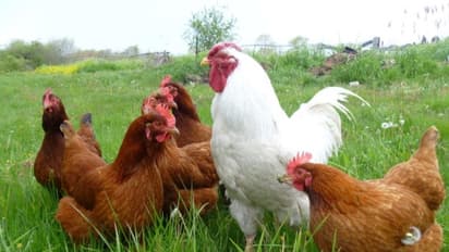 நாட்டுக் கோழிகளுக்கு தீவன, இனப்பெருக்க, சுகாதார மேலாண்மையை சிறப்பாக மேற்கொள்வது எப்படி?