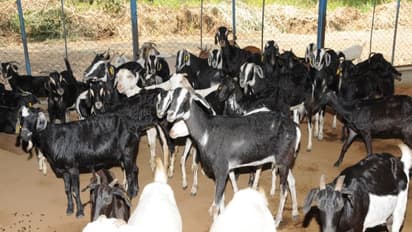 ஆட்டுப் பண்ணை அமைத்து ஆடுகளை வளர்த்தால் அதிக லாபத்தை பார்க்கலாம். எப்படி?