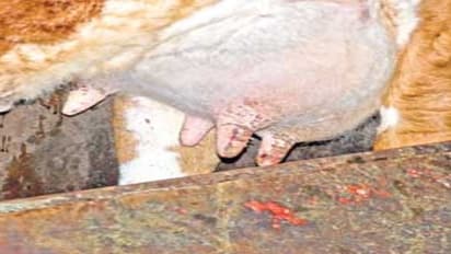 கறவை மாட்டினை மடிநோய் தாக்க முக்கிய காரணம் - சுத்தமின்மை…