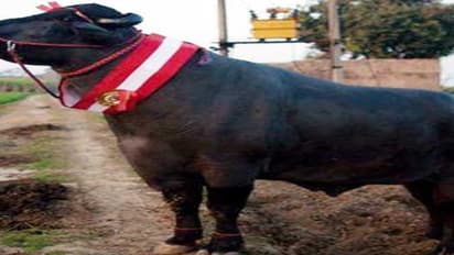 ஆண்டுக்கு ரூ.50 லட்சம் சம்பாதிக்கும் "சூப்பர் எருமை" - ருசிகர தகவல் 