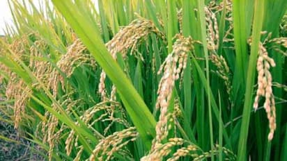 விவசாயிகள் தங்களது நெற்பயிருக்கு வரும் 30-ஆம் தேதிக்குள் பயிர் காப்பீடு செய்ய வேண்டும் - வேளாண் உதவி இயக்குநர் அறிவுரை...