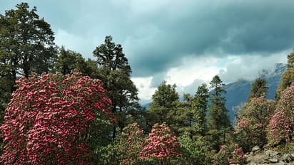 Uttarakhand to search for magical 'Sanjeevani Booti' herb