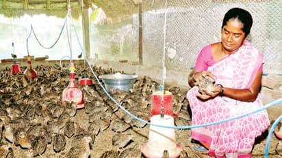 காடை குஞ்சுகளை இப்படிதான் மிகுந்த கவனத்தோடு வளர்க்க வேண்டும்...