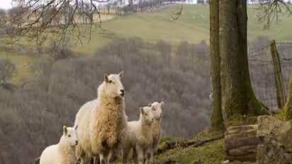 கால்நடைகளை அவற்றின் வளர்ச்சிக்கு ஏற்ப பராமரிக்க ஆகும் செலவு எவ்வளவு? தெரிஞ்சுக்க இதை வாசிங்க...