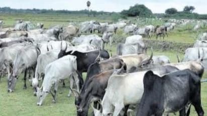 மாடுகளுக்கு ஏற்படும் இந்த பிரச்சனையை எப்படி போக்குவது?