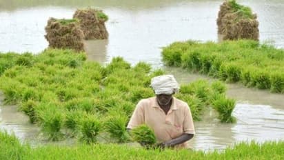 குறுவை சாகுபடியில் அதிக மகசூல் பெற வேண்டுமா? இந்த தொழில்நுட்பங்கள் கைக்கொடுக்கும்…