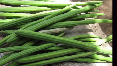 ಈರುಳ್ಳಿ ಬಳಿಕ ನುಗ್ಗೆಕಾಯಿಗೆ ಸರದಿ : ಒಂದಕ್ಕೆ 40 ರುಪಾಯಿ