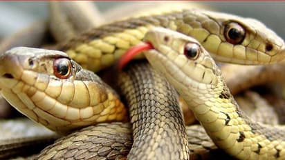 ಮುಳುಗಿದ್ದ ಮನೆಗಳಲ್ಲೀಗ ಹಾವುಗಳದ್ದೇ ಹಿಂಡು!