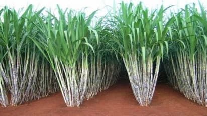 கரும்புத் தோகை கொண்டு சிறந்த இயற்கை உரம் தயாரிப்பது எப்படி?