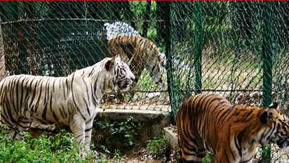 ಬನ್ನೇರುಘಟ್ಟ : 10 ಕಿ.ಮೀ. ವ್ಯಾಪ್ತಿಯಲ್ಲಿ ನಿರ್ಬಂಧ