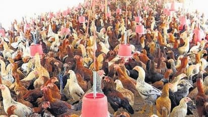 கோழிப்பண்ணைகளில் கோழிகளுக்கு தண்ணீர் அளிக்கும் இந்த உபகரணங்களை வைத்திருப்பது அவசியம்...