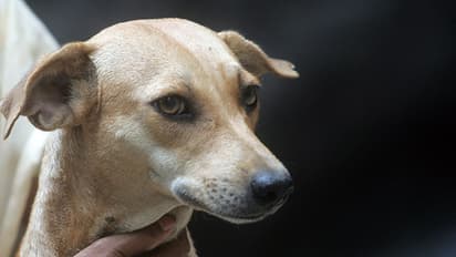 തെരുവുനായയെ തല്ലിക്കൊന്നു: പതിനേഴുകാരനെതിരെ കേസ്