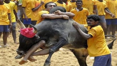 மீண்டும் வெடிக்குமா ஜல்லிக்கட்டு போராட்டம்? - புதுக்கோட்டை அருகே 51 பேர் கைது