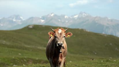 ಗೋಮೂತ್ರದಿಂದ 6 ಬಗೆಯ ಔಷಧ